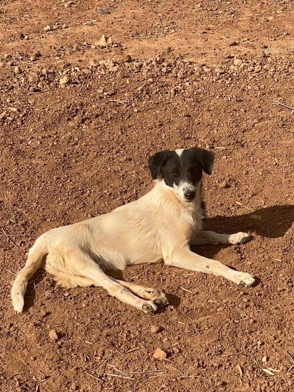 Layko, animal du refuge L'Arche d'Inès