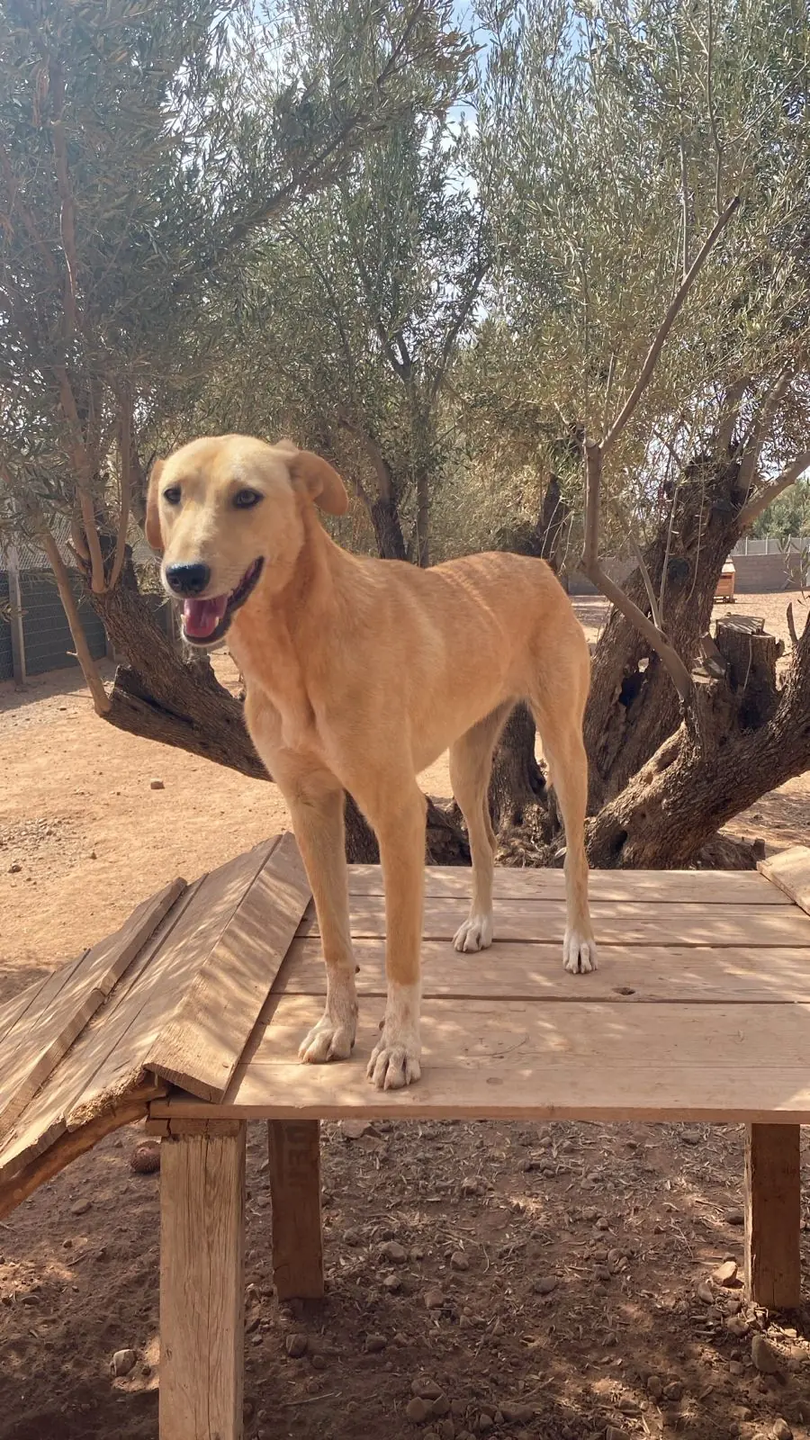Chaussette, animal du refuge L'Arche d'Inès
