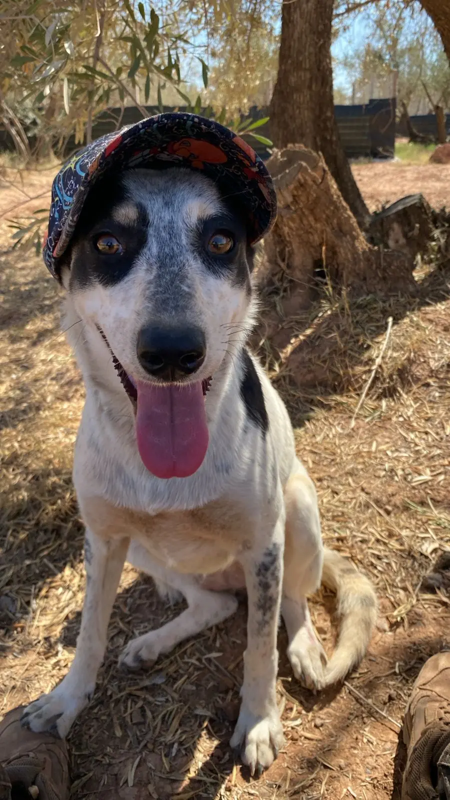 Milka, animal du refuge L'Arche d'Inès