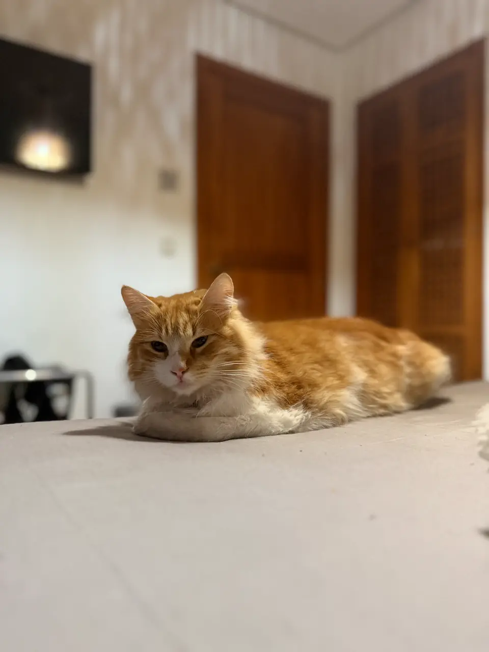Tigrou, animal du refuge L'Arche d'Inès