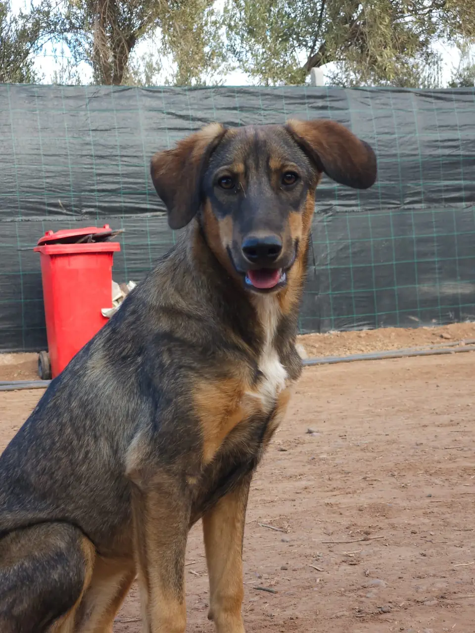 Miya, animal du refuge L'Arche d'Inès