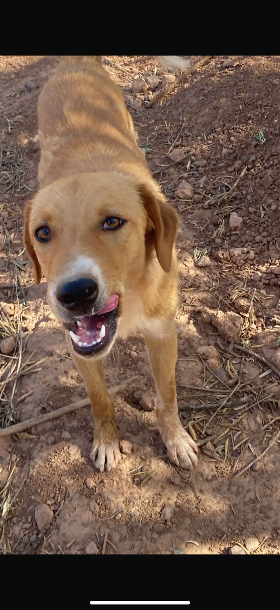 Esco, animal du refuge L'Arche d'Inès