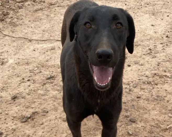 Nyra, animal du refuge L'Arche d'Inès