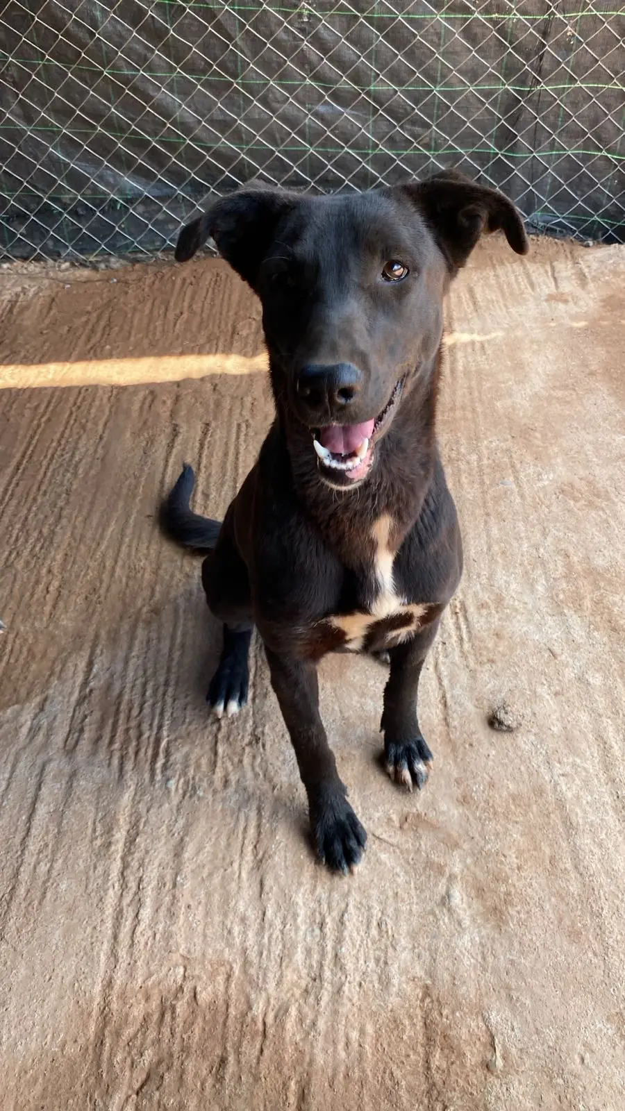 Zaz, animal du refuge L'Arche d'Inès