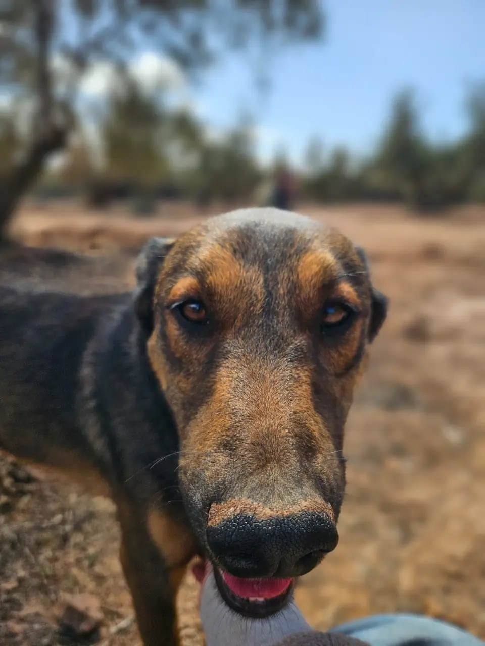 Jean-Poil, animal du refuge L'Arche d'Inès