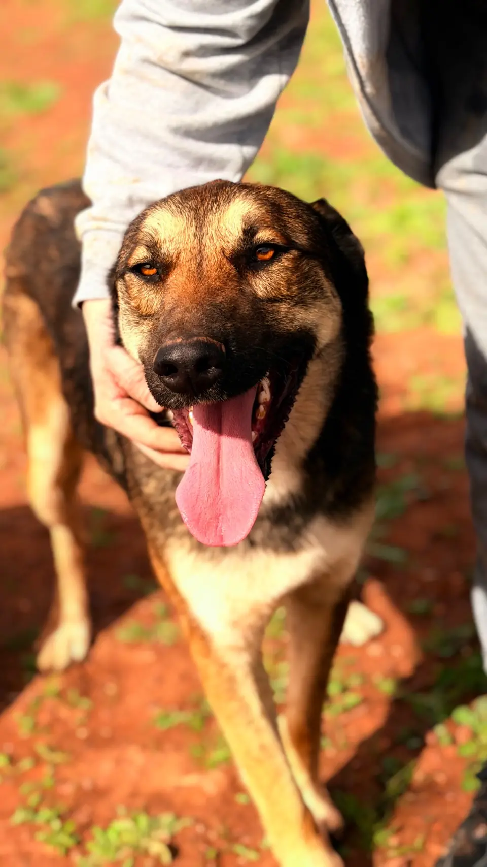 Siamo, animal du refuge L'Arche d'Inès