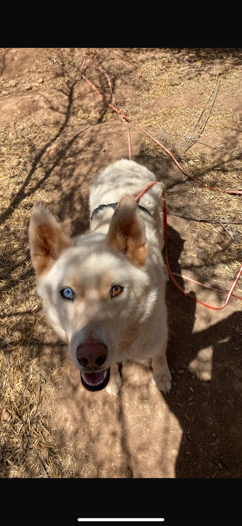 Lola, animal du refuge L'Arche d'Inès
