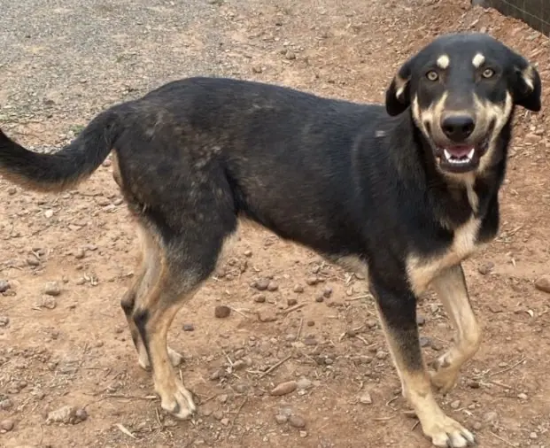 Prada, animal du refuge L'Arche d'Inès