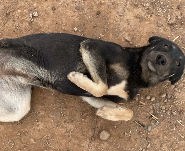 Fendi, animal du refuge L'Arche d'Inès