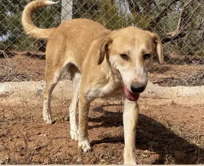 Robia, animal du refuge L'Arche d'Inès