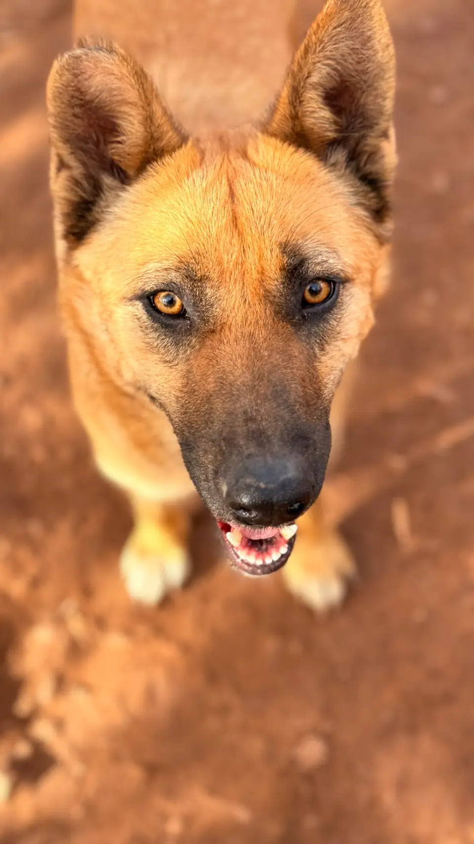 Ourika, animal du refuge L'Arche d'Inès