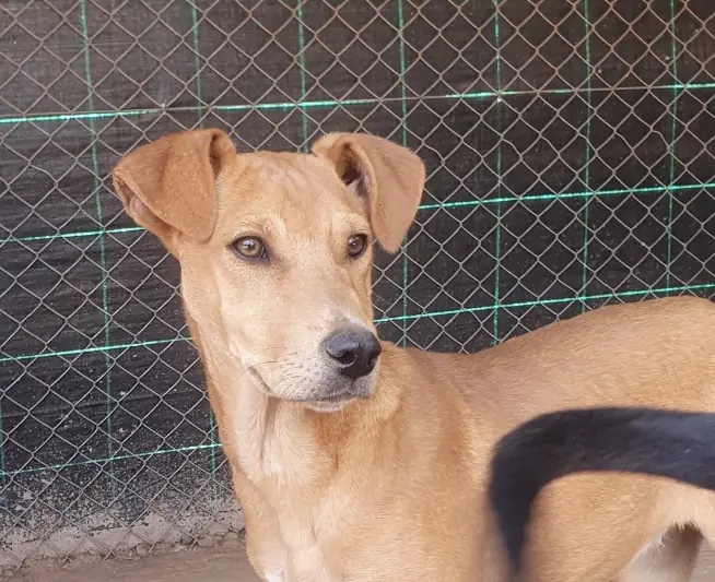 Frida, animal du refuge L'Arche d'Inès