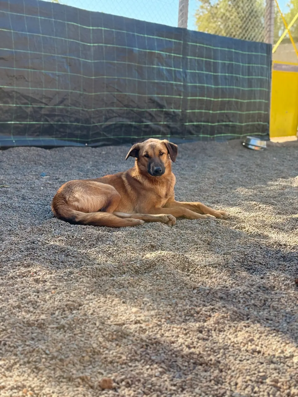 Sienna, animal du refuge L'Arche d'Inès