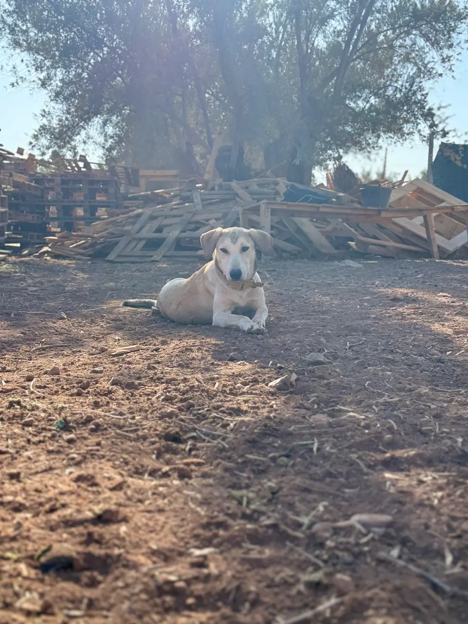Perle, animal du refuge L'Arche d'Inès