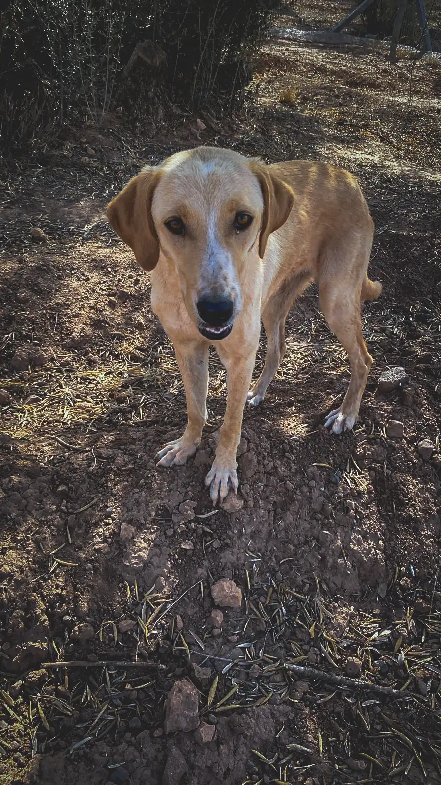 Pablita, animal du refuge L'Arche d'Inès