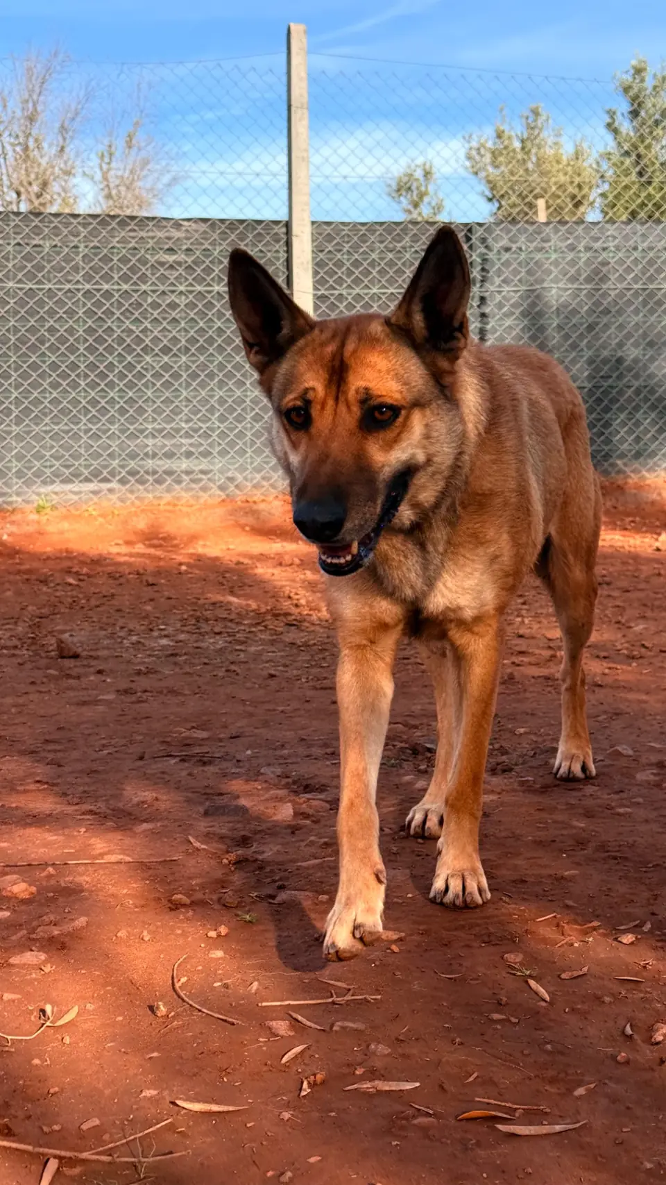 Samanah, animal du refuge L'Arche d'Inès