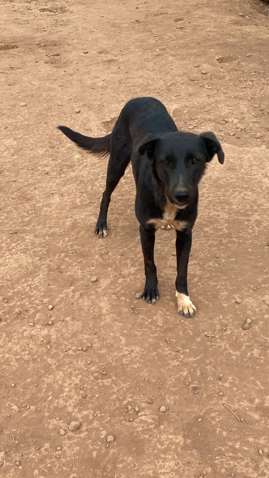 Vitaa, animal du refuge L'Arche d'Inès