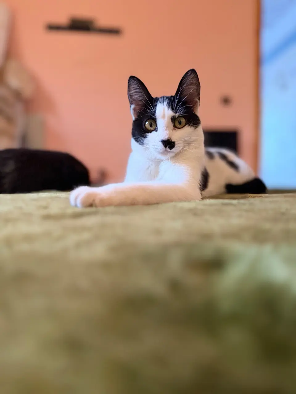 Chat noir et blanc du refuge L'Arche d'Inès