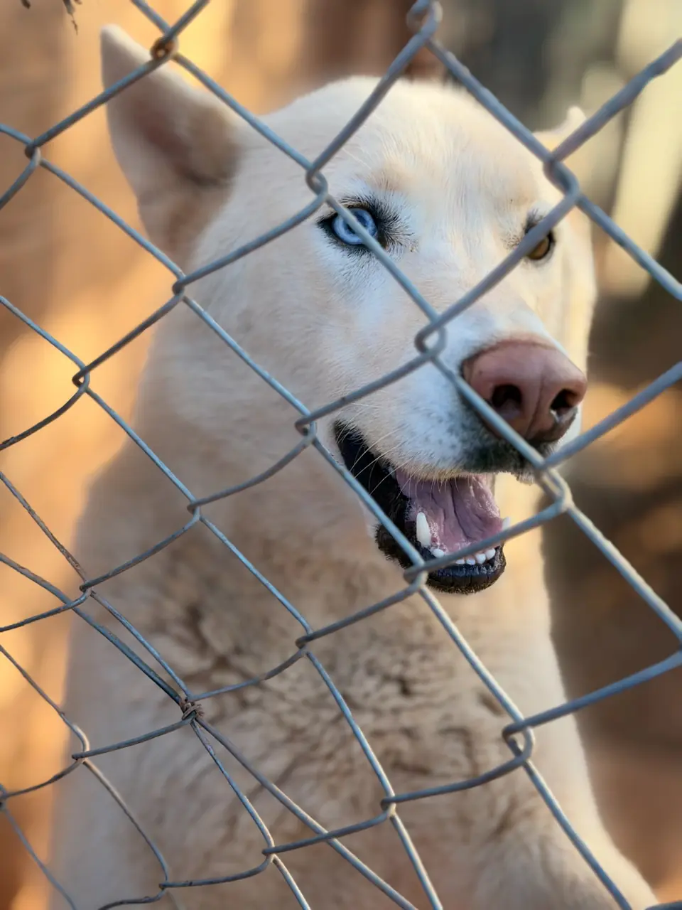 Chien du refuge aux yeux bleus