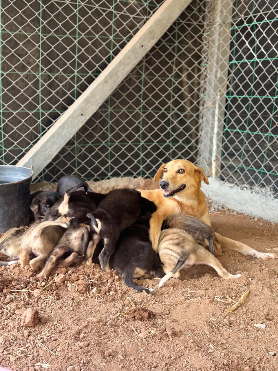 Chienne du refuge allaitant ses chiots