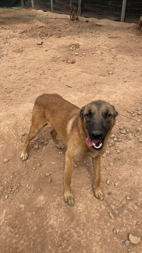 Denver, ♂, 2ans Denver, ♂, 2ans