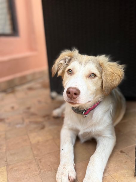 Akela, ♀, 2ans