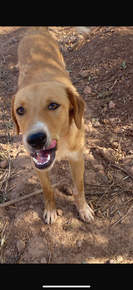 Esco, ♂, 2ans