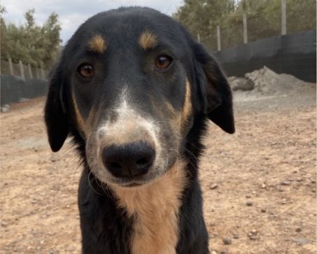 Coco, ♀, 2ans