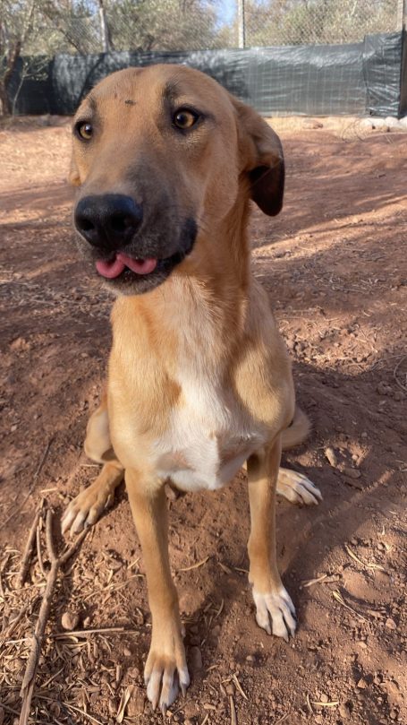 Cacahuète, ♂, 2ans