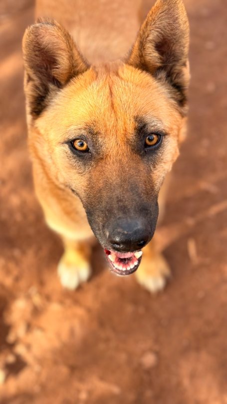 Ourika, ♀, 2ans Ourika, ♀, 2ans