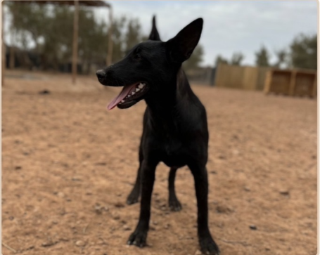 Kaly, ♀, 2ans