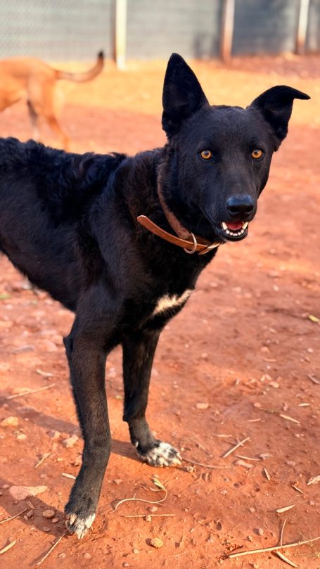 Milo, ♂, 2ans